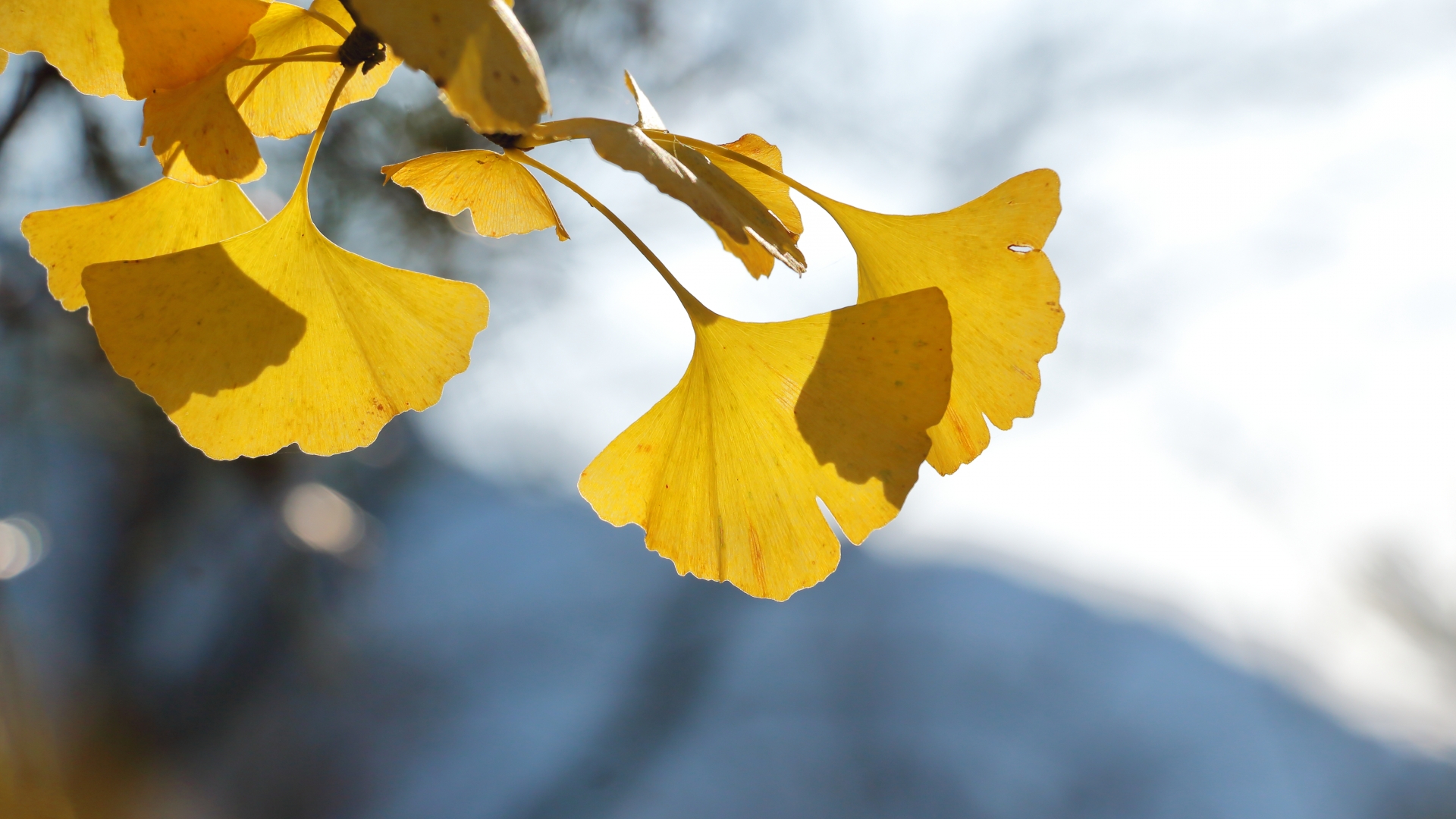 裏千家 鳥居宗富 茶道教室